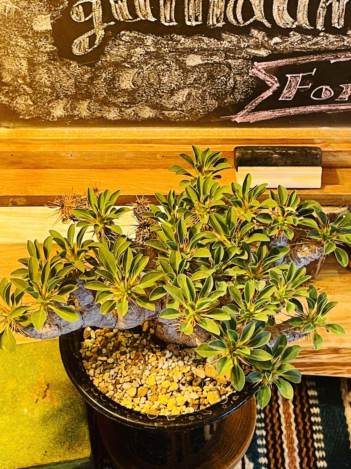 ユーフォルビア ギラウミニアナ | morikoro plants