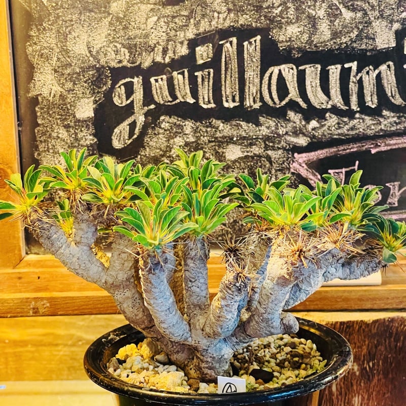 ユーフォルビア ギラウミニアナ | morikoro plants