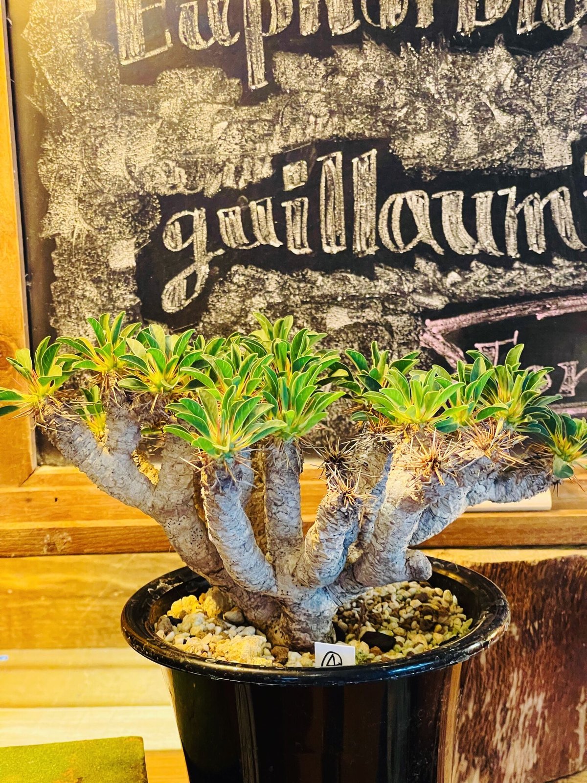 ユーフォルビア ギラウミニアナ | morikoro plants