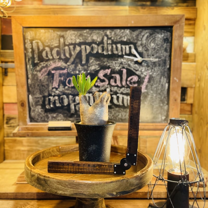 パキポディウム  イノピナツム 種子10粒 パキポディウム・イノピナツム(Pachypodium inopinatum