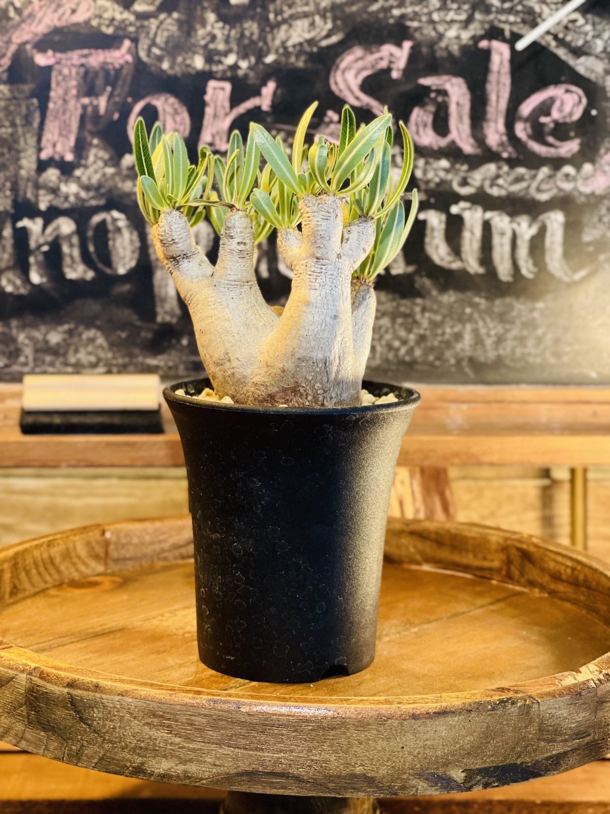 パキポディウム イノピナツム s | morikoro plants