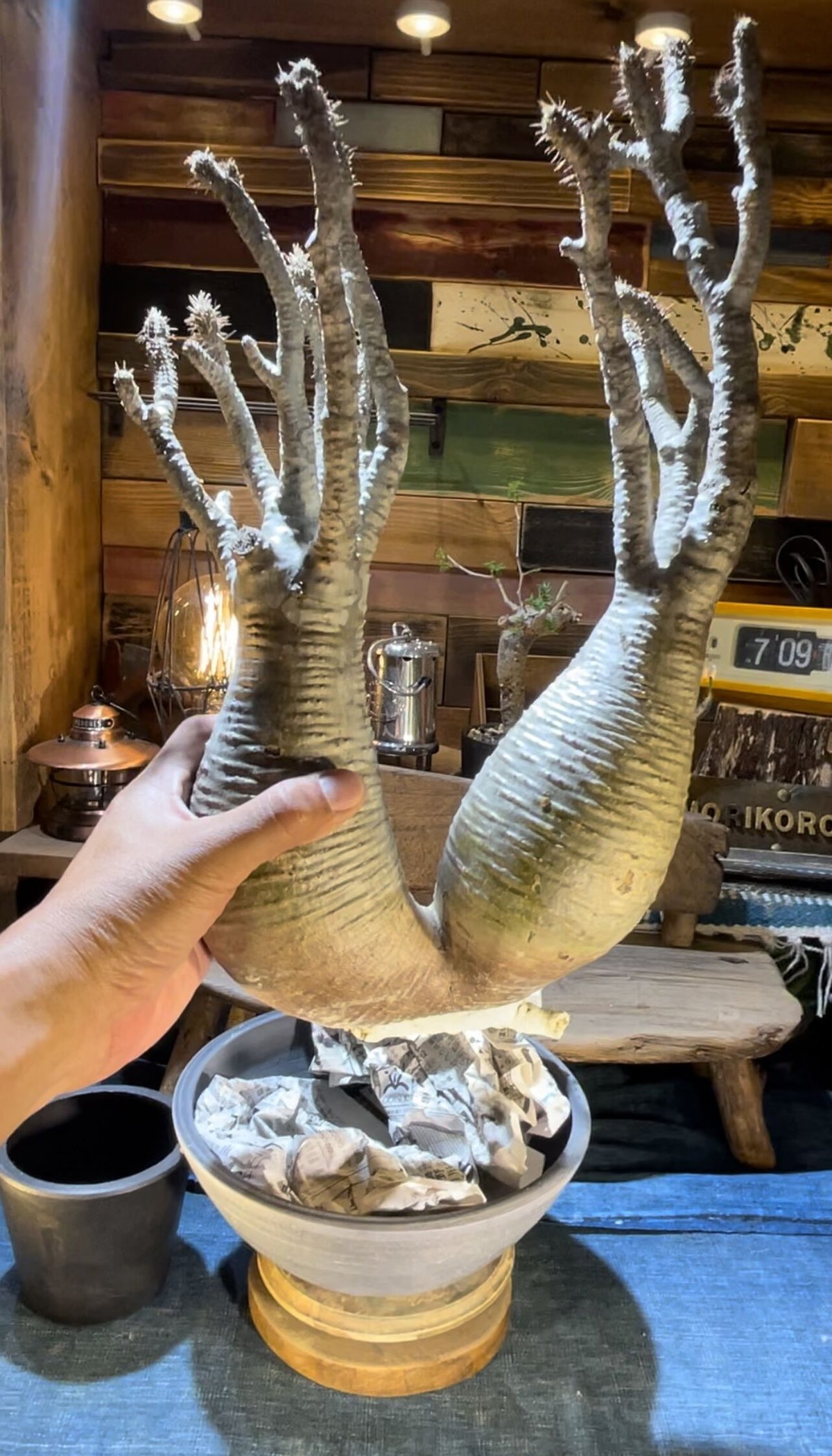 グラキリスベアルート グラキリスベアルート⑥ | morikoro plants