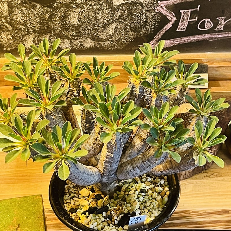 ユーフォルビア ギラウミニアナ | morikoro plants