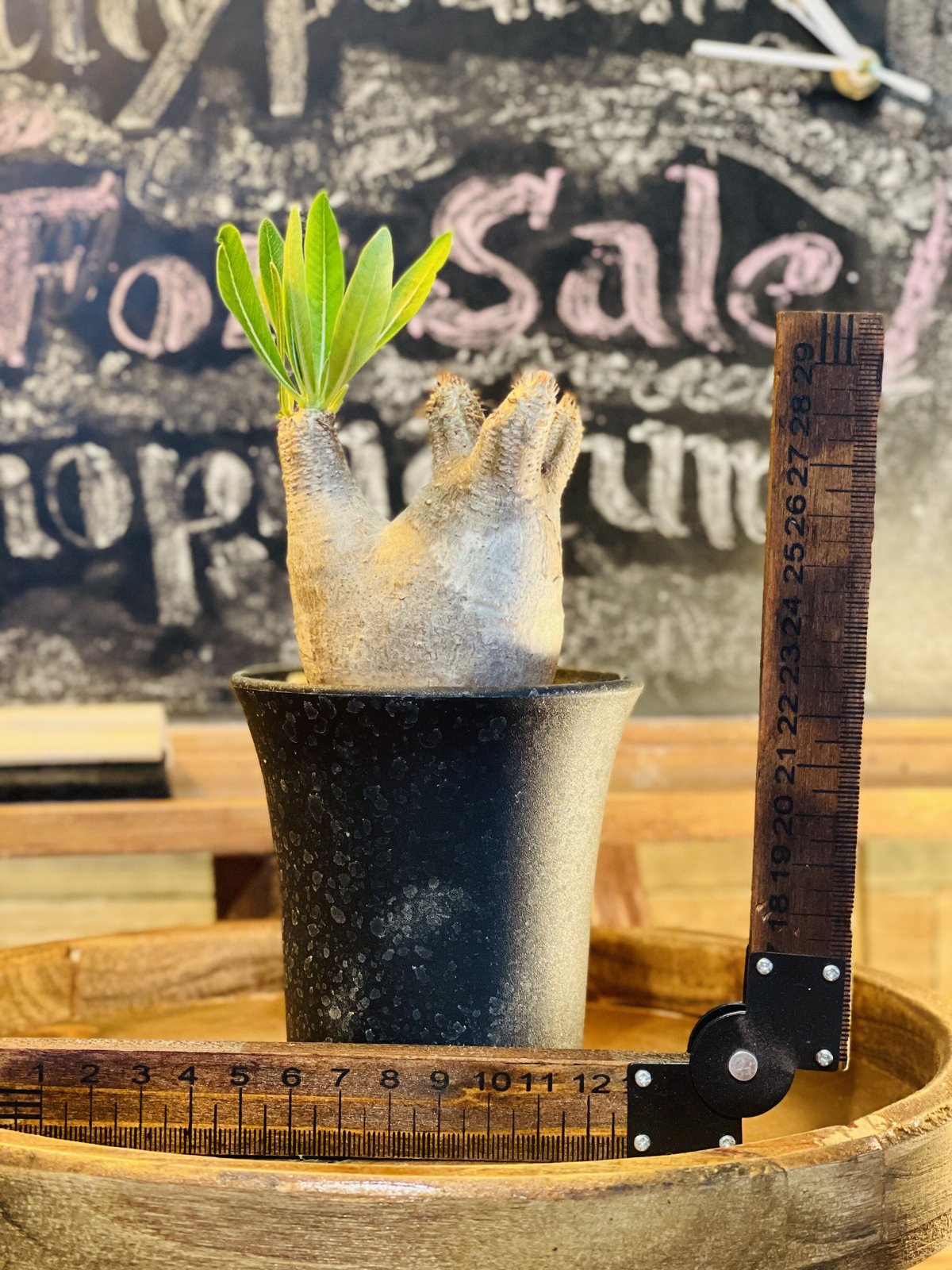 パキポディウム イノピナツム / トトロ型 パキポディウム イノピナツム / トトロのような可愛らしい風貌に