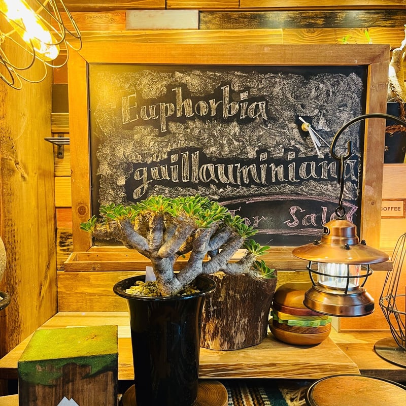 ユーフォルビア ギラウミニアナ | morikoro plants