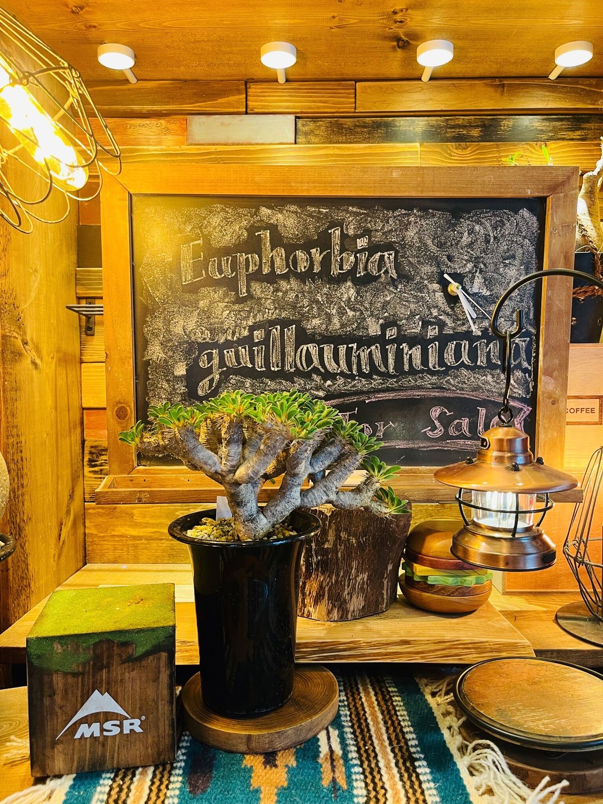 ユーフォルビア ギラウミニアナ | morikoro plants