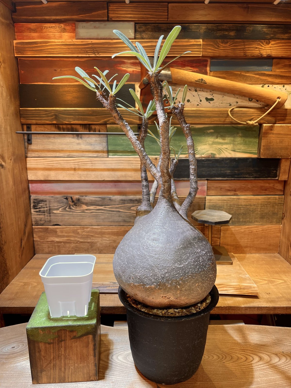 パキポディウムグラキリス(Hagakure Lizard Pot付き) 手乗りよりさらに小さい指三本乗りグラキリスを豆鉢に