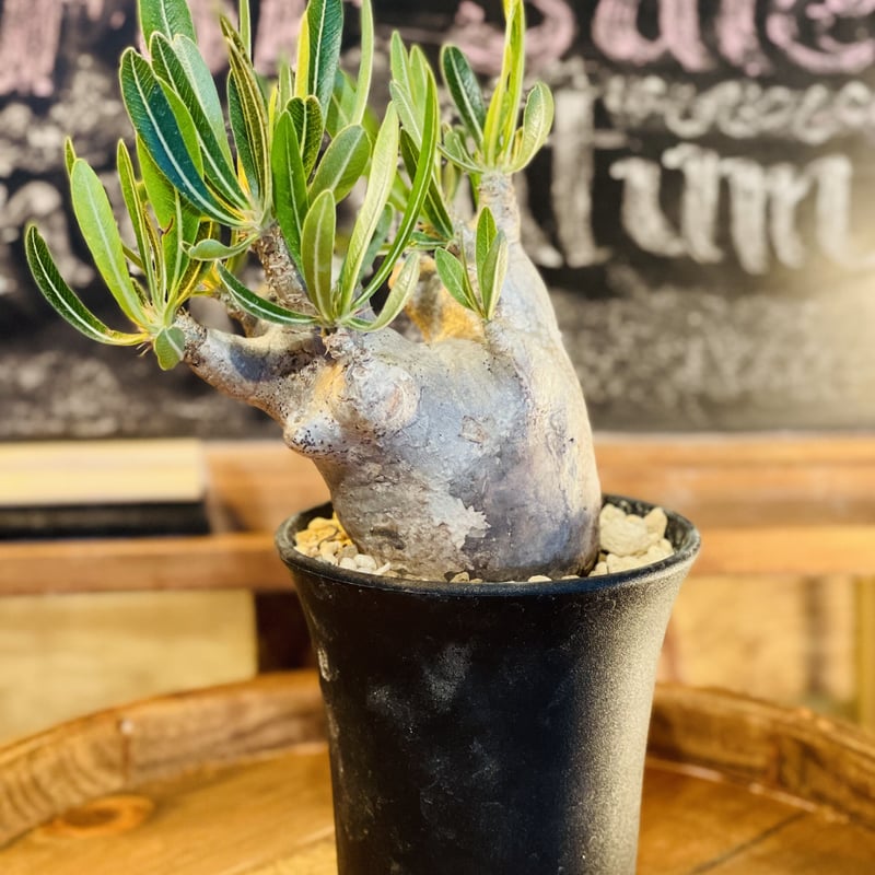 パキポディウム イノピナツム s | morikoro plants