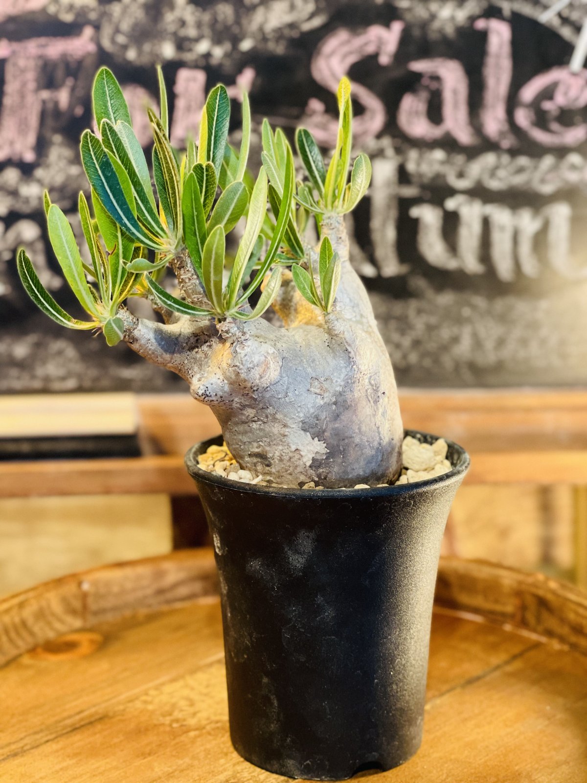 パキポディウム イノピナツム s | morikoro plants