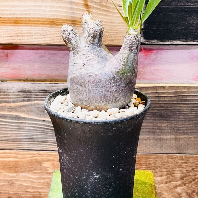 パキポディウム イノピナツム s | morikoro plants