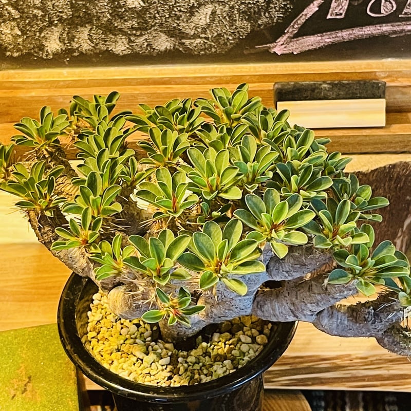 ユーフォルビア ギラウミニアナ | morikoro plants