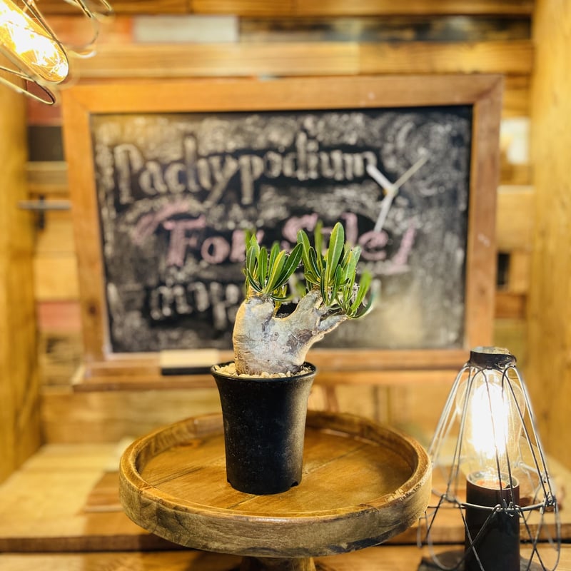 パキポディウム イノピナツム　発根済み　コレクション株　巨大イノピナツム パキポディウム イノピナツム発根済 × たけろうポット 【公式通販】