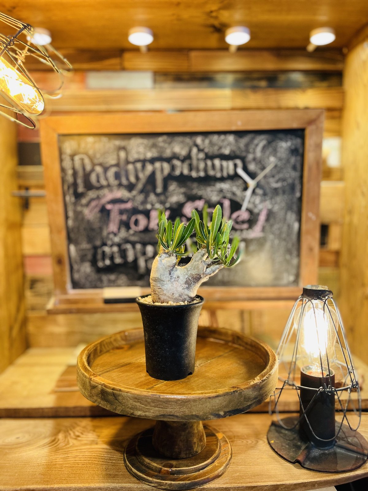 パキポディウム イノピナツム s | morikoro plants