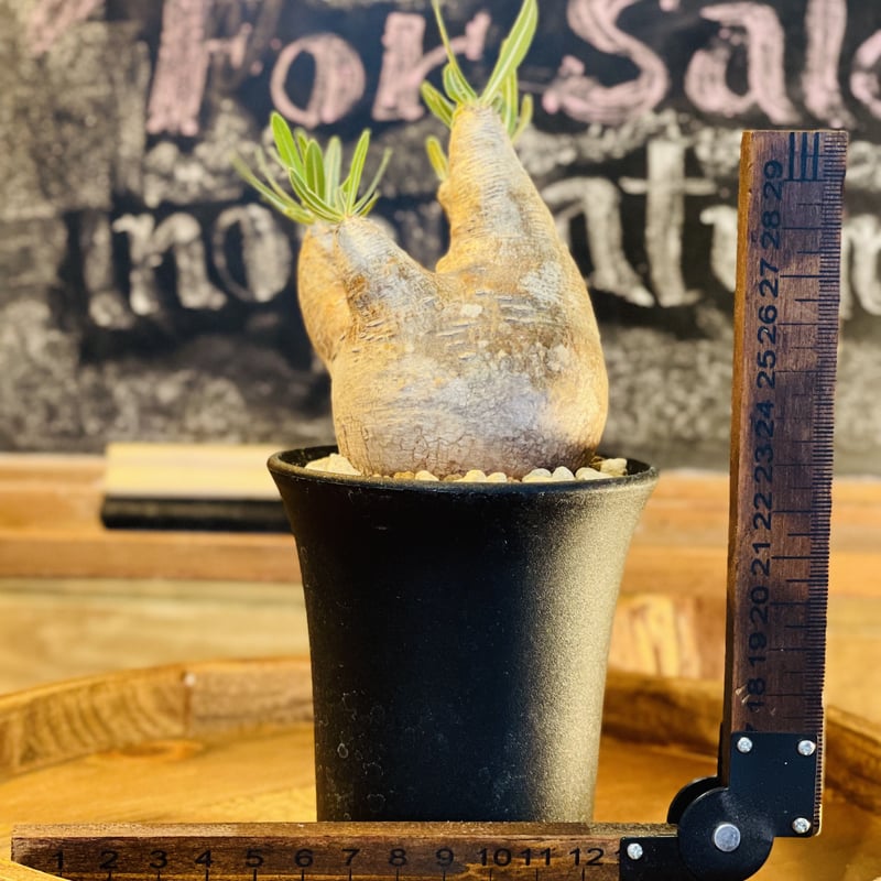 パキポディウム イノピナツム s | morikoro plants