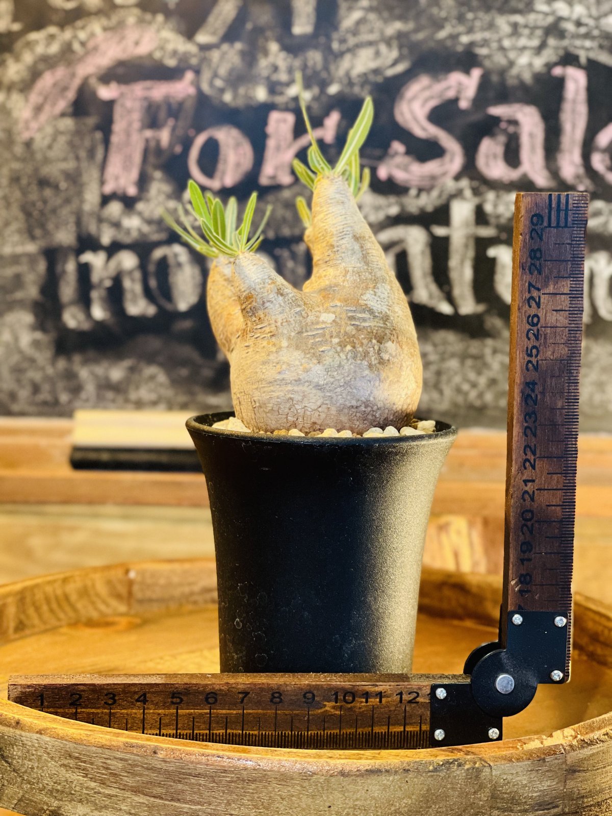 パキポディウム イノピナツム s | morikoro plants