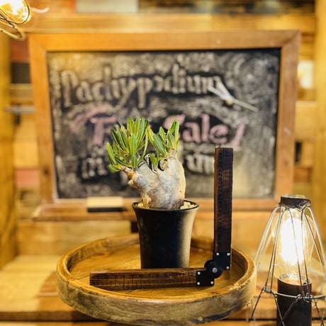 CATEGORY イノピナツム s | morikoro plants