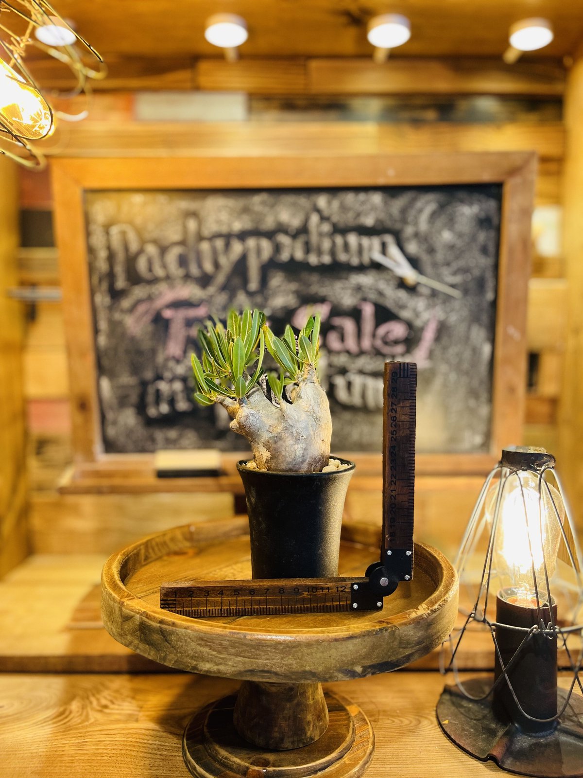 パキポディウム イノピナツム s | morikoro plants