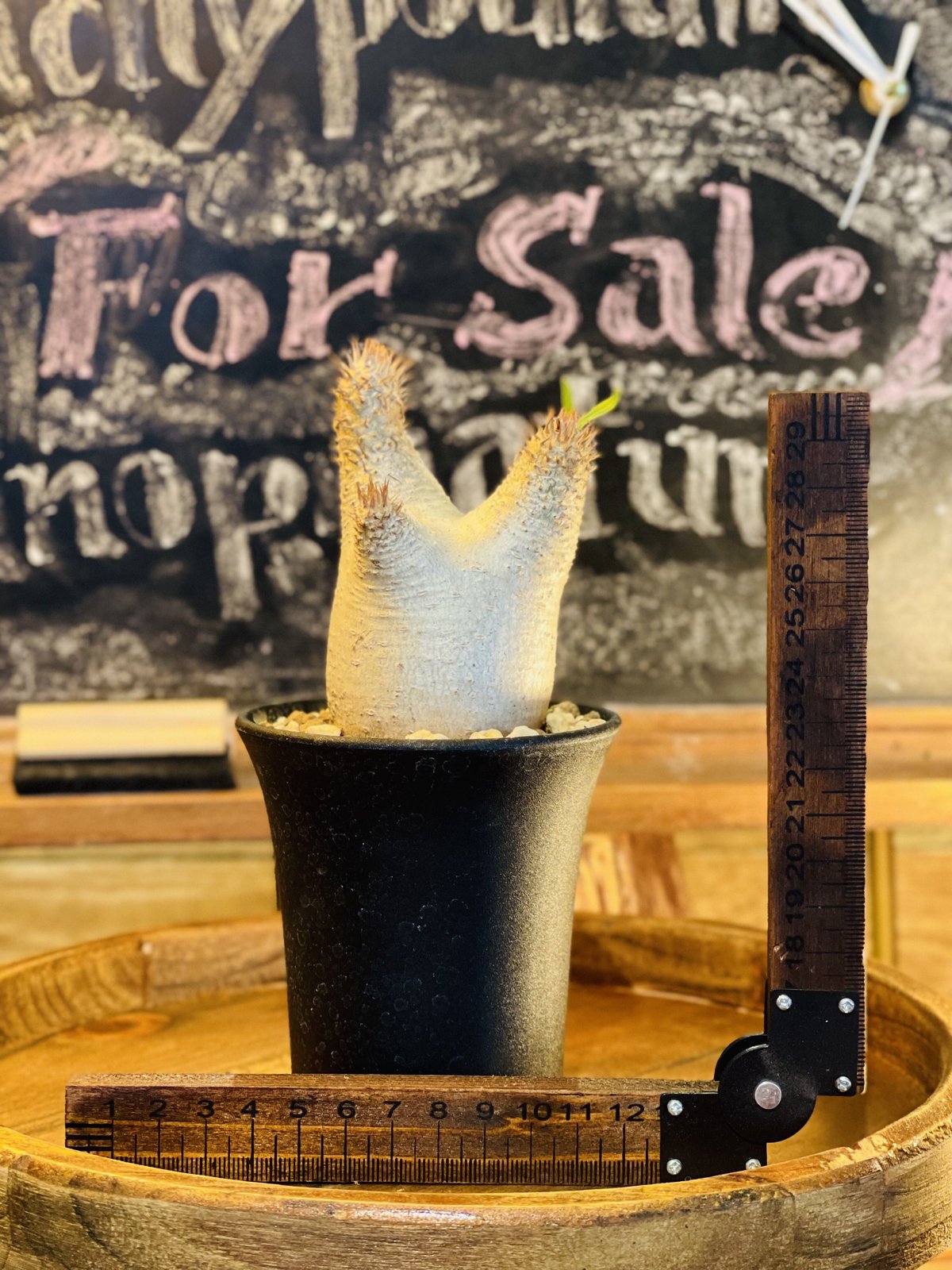 パキポディウム イノピナツム s | morikoro plants