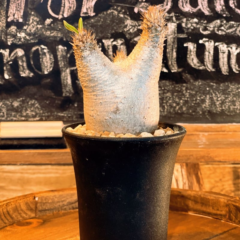 パキポディウム イノピナツム パキポディウム イノピナツム yaji²ポット | hanayoshi-botanical