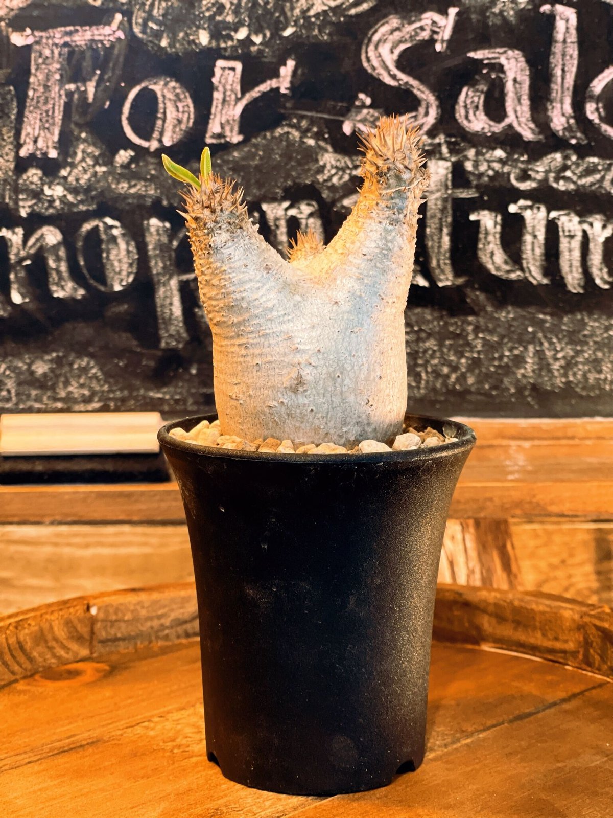 パキポディウム　イノピナツム パキポディウム イノピナツム | GREEN LUCK