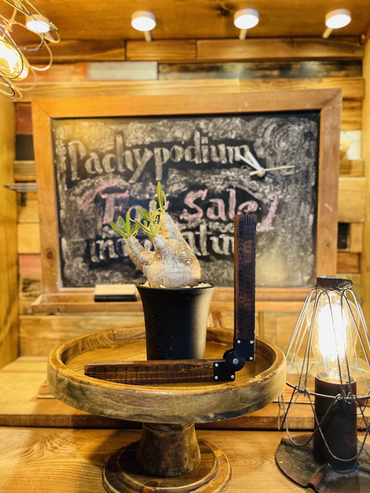 パキポディウム  イノピナツム パキポディウム イノピナツム s | morikoro plants