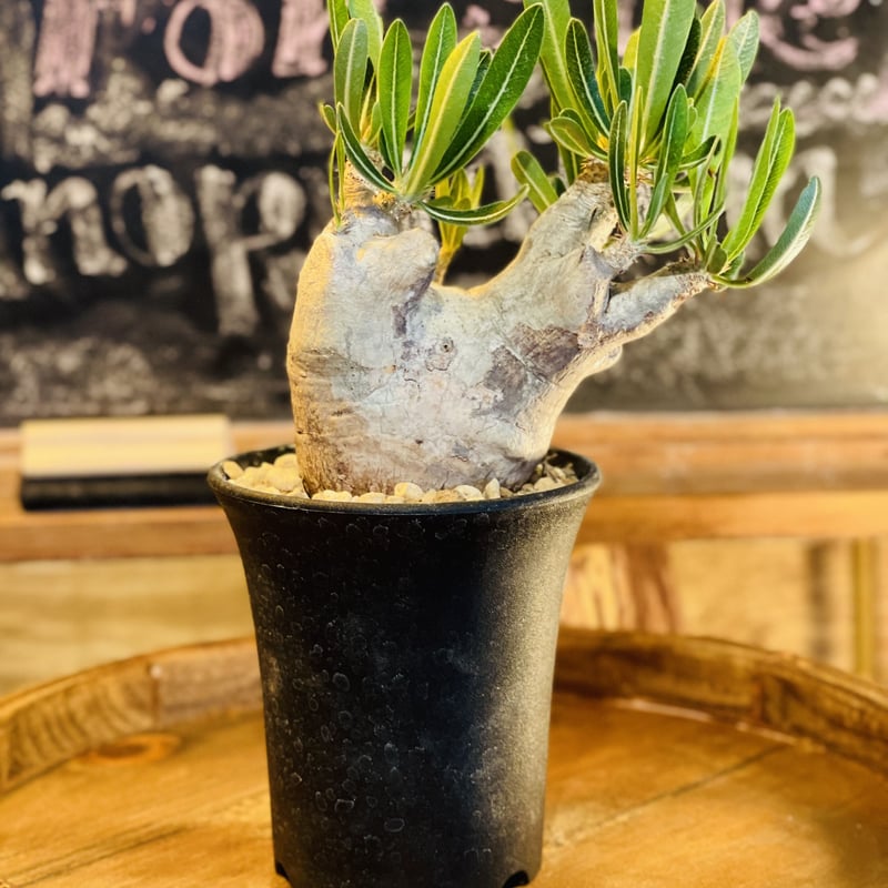 パキポディウム イノピナツム s | morikoro plants