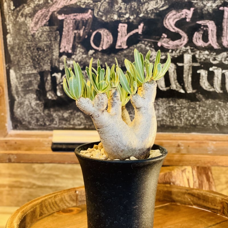 パキポディウム イノピナツム s | morikoro plants