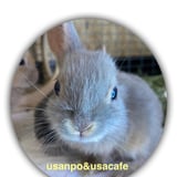 〜うさんぽショップ〜 うさぎ&小動物専門ストア