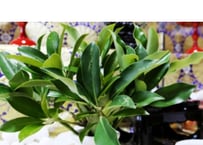 香花