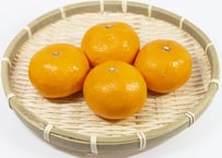 みかん(極早生・早生他)