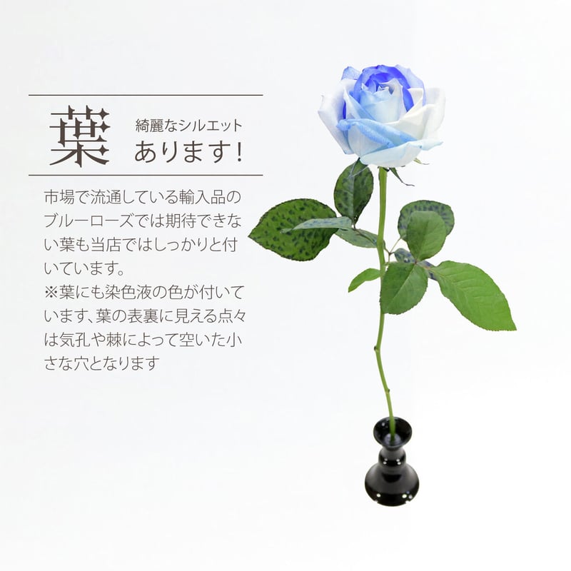 ブルーローズ グラデーション Lサイズ 選べる本数 花束 生花青