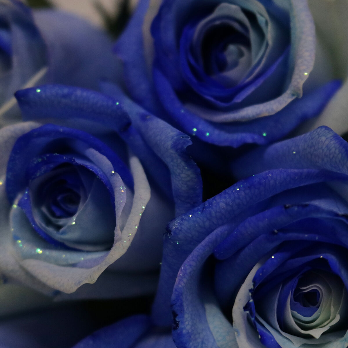 Blue薔薇様のorderのお品です。 Blue薔薇様のorderのお品です。 楽天市場】バラ 花束 【本数が選べる