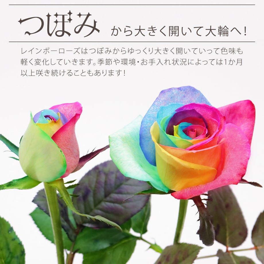 63f0c64397c2451c3d30308e