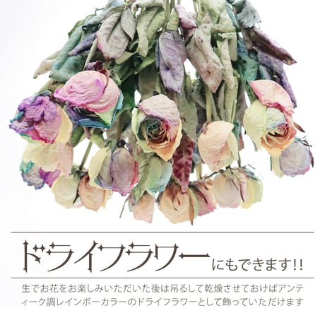 レインボーローズ と季節の花 ピュアパステル Mサイズバラ 選べる本数 生花バラ 花束 フラワーギフト (数量1でバラ1本+季節の花適量)
