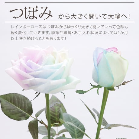 レインボーローズ と季節の花 ピュアパステル Mサイズバラ 選べる本数 生花バラ 花束 フラワーギフト (数量1でバラ1本+季節の花適量)