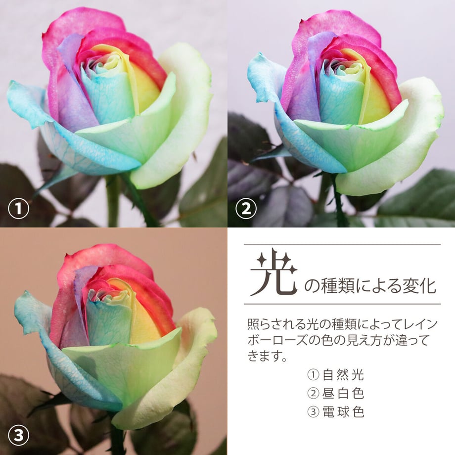 63f0c64397c2451c3d30308e