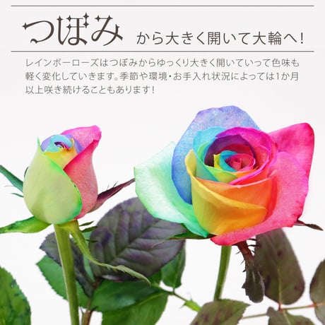 レインボーローズ イロドリ Sサイズ 選べる本数 花束 生花バラ フラワーギフト 安心のメーカー直販 (注文個数1で1本)