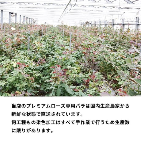 レインボーローズ ピュアパステル 季節の花 アレンジメント(R) フラワーギフト 生花 虹 バラ 安心のメーカー直販 ※7～9月は沖縄・北海道・離島等一部地域は配送不可