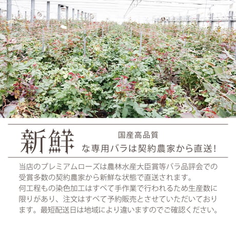 レインボーローズ と季節の花 ピュアパステル Mサイズバラ 選べる本数 生花バラ 花束 フラワーギフト (数量1でバラ1本+季節の花適量)