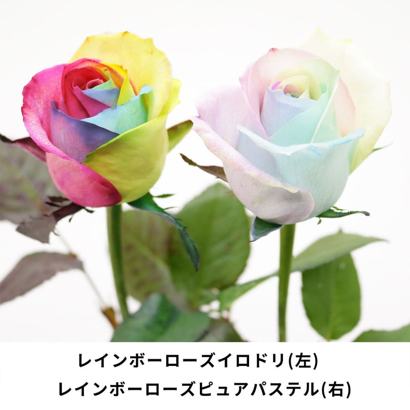レインボーローズ ピュアパステル 季節の花 アレンジメント(R ...