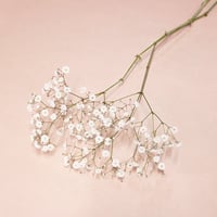【オプション】 1輪バラ用 カスミソウまたは類似の小花
