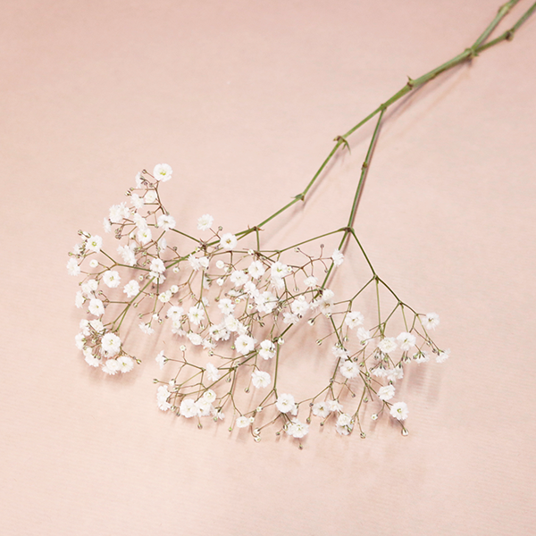 オプション】 ハーフサイズ カスミソウまたは類似の小花 | hana