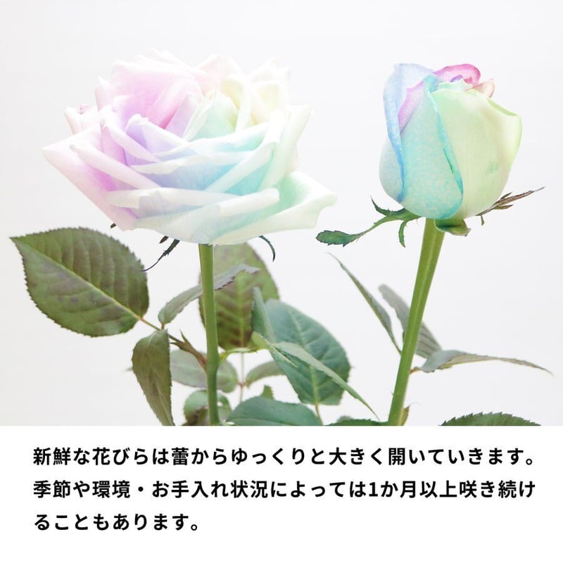 レインボーローズ ピュアパステル 季節の花 アレンジメント(R
