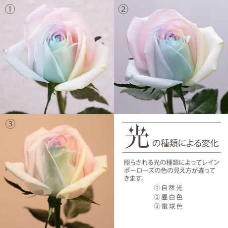 レインボーローズ と季節の花 ピュアパステル Mサイズバラ 選べる本数 生花バラ 花束 フラワーギフト (数量1でバラ1本+季節の花適量)