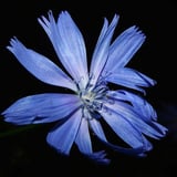 starflower's STORE