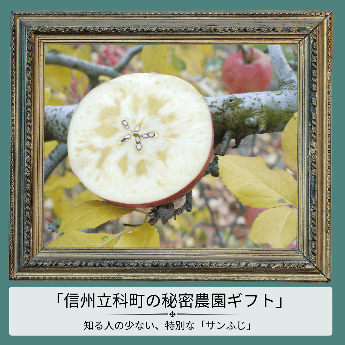 驚くべき香りと味わいのバランス_サンふじ10kg | アップルアート