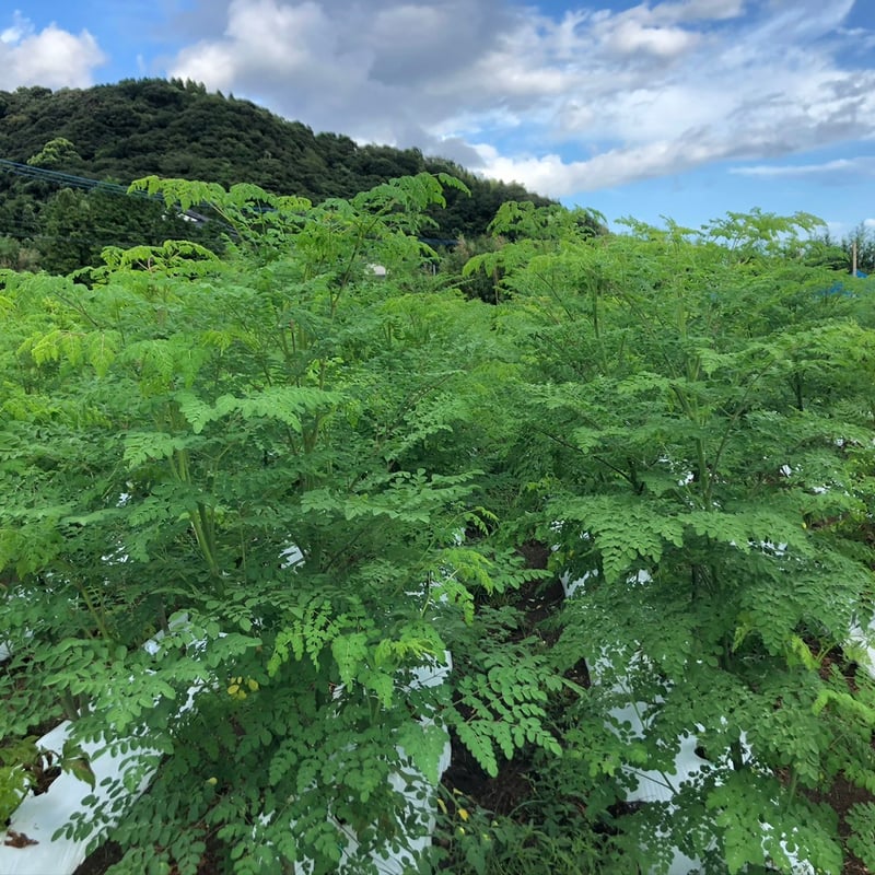 佐多岬モリンガ 茶（80g） | 美土里（みどり） 農業生産法人