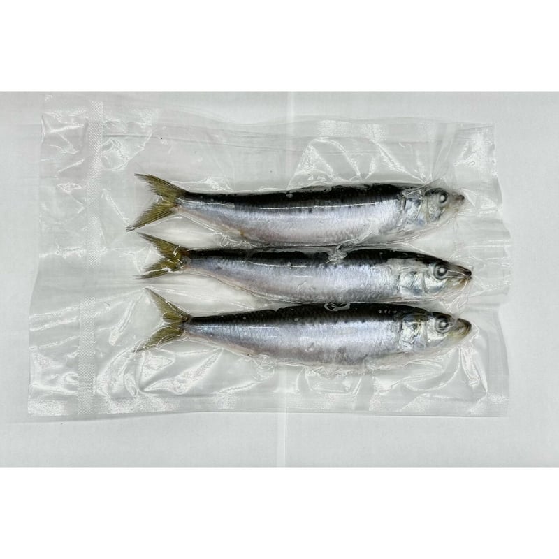 いわし様 冷凍】大阪湾産真いわし真空3匹×6セット（生食可） | イカリフーズ
