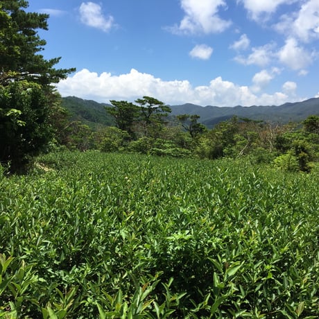 やんばる紅茶べにふうき2024 【手摘み】 15g