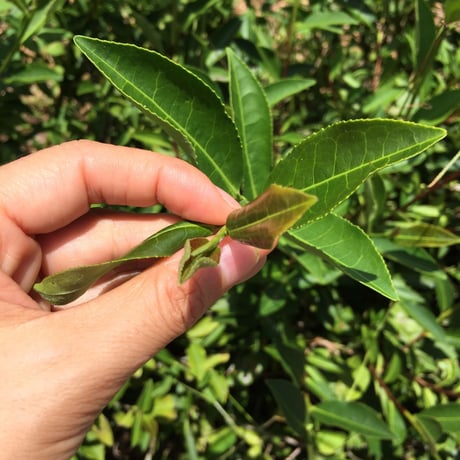 やんばる紅茶べにふうき2024 【手摘み】 15g